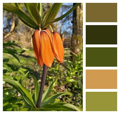 Imperial Crown Fritillaria Imperialis Blossom Image